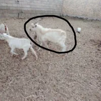 تگه سانن|حیوانات مزرعه|ملایر, |دیوار