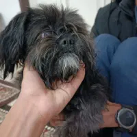 سگ پامرانین شیتزو واگزار میشود