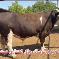 خرید فروش گوساله نرچاق