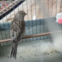 قناری ماده اوپال گنجشکی|پرنده|شاهدشهر, |دیوار