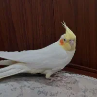 عروس هلندی لوتینو ماده