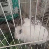 خرگوش|موش و خرگوش|مشهد, محمدآباد|دیوار