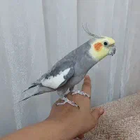 عروس هلندی نر