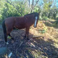 اسب نر جوان|اسب و تجهیزات اسب‌سواری|نشتارود, |دیوار