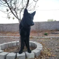 گمشده|حیوانات|زنجان, |دیوار