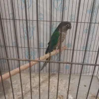 نر تراکوییس کارداده|پرنده|خمینی‌شهر, |دیوار
