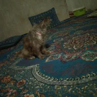 س گربه خانگی وملوس