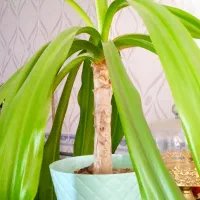 گل طبیعی|گل و گیاه طبیعی|فسا, |دیوار