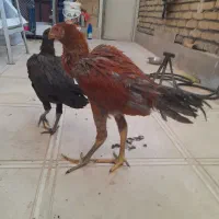 جوجه لاری|حیوانات مزرعه|کرمانشاه, |دیوار