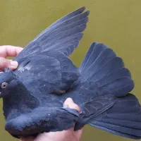 جوجه زاغ آبادانی پرشی، نر ابلغ