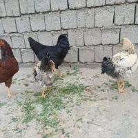 مرغ خروس و بوقلمون|حیوانات مزرعه|خوی, |دیوار