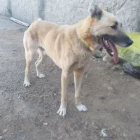 واگذاری سگ نر سرابی یکساله گله|سگ|تبریز, |دیوار