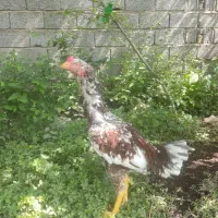 جوجه خروس لاری چیل
