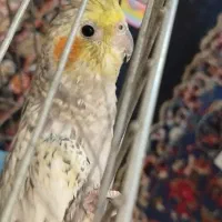 عروس هلندی