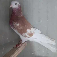 کفتر سرور و هما نر