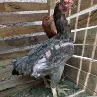 مرغ و خروس لاری|حیوانات|بم, |دیوار