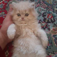 بچه گربه|گربه|کرمانشاه, |دیوار