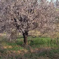 باغ انگور و بادام