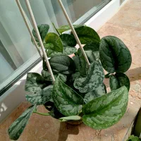 آنلاین شاپ گل|گل و گیاه طبیعی|گلبهار, شهر جدید گلبهار|دیوار