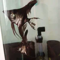 ماهی انجل|ماهی|نقده, |دیوار