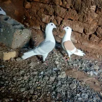 گراف کاکلی عطیقه