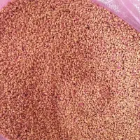 گندم بذردرجه یک اصلاح شده|گل و گیاه طبیعی|مریوان, |دیوار