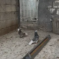 کبوتر بهبهانی و شهری