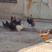 مرغ و خروس و جوجه|حیوانات مزرعه|مشهد, باغ فراگرد|دیوار