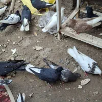 پرنده|پرنده|خرمشهر, |دیوار