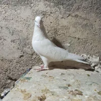 کبوترتی ماهی|پرنده|چرداول, |دیوار