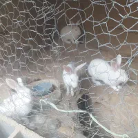 خرگوش 4ماهه باتخفیف|موش و خرگوش|شوشتر, |دیوار