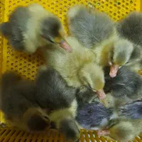 فروش جوجه غاز ۴ روزه