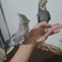 یک جفت عروس هلندی