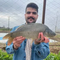 بچه ماهی کپور خرید حضوری