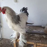 تخم نطفه دار لاری و برهما لایت. تعداد محدود|حیوانات مزرعه|سبزوار, امیر کبیر|دیوار