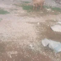 یک میش لری|حیوانات مزرعه|گتوند, |دیوار