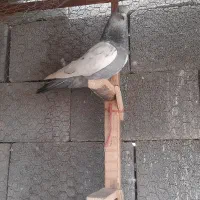 کبوتر سینه سبز