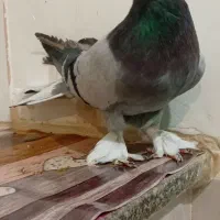 فروشکبوترکچیدمسفید|پرنده|کیار, |دیوار