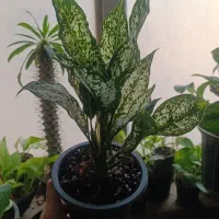 فیلندرون|گل و گیاه طبیعی|اهواز, فاز ۱ پادادشهر|دیوار