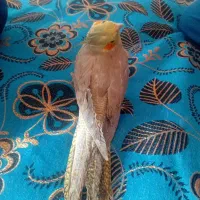 عروس هلندی(لیمو،فندوق)|پرنده|ساوه, |دیوار