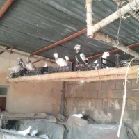 30تاکبوتر فروشی