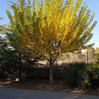 گروه بانوان کرجی