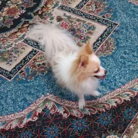 سگ نر|سگ|بندرعباس, |دیوار