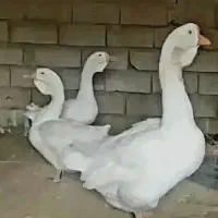 تخم غاز لیندا