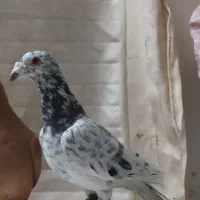 کبوتر ناشی|پرنده|شیروان (خراسان), |دیوار