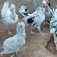 تخم نطفه دار|حیوانات مزرعه|یزد, |دیوار
