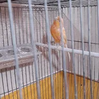 قناری مرغ عشق دستی