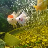 فروش آکواریوم