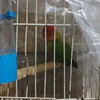 طوطی برزیلی معاوضه|پرنده|قرچک, زیبا شهر|دیوار