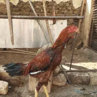 جوجه لاری اصیل نژاد افقان وترک|حیوانات مزرعه|پاکدشت, خاتون آباد|دیوار